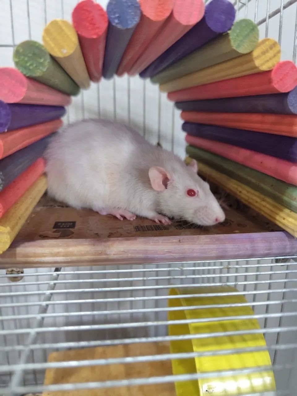 Rato Twister Doa-se - Foto 5