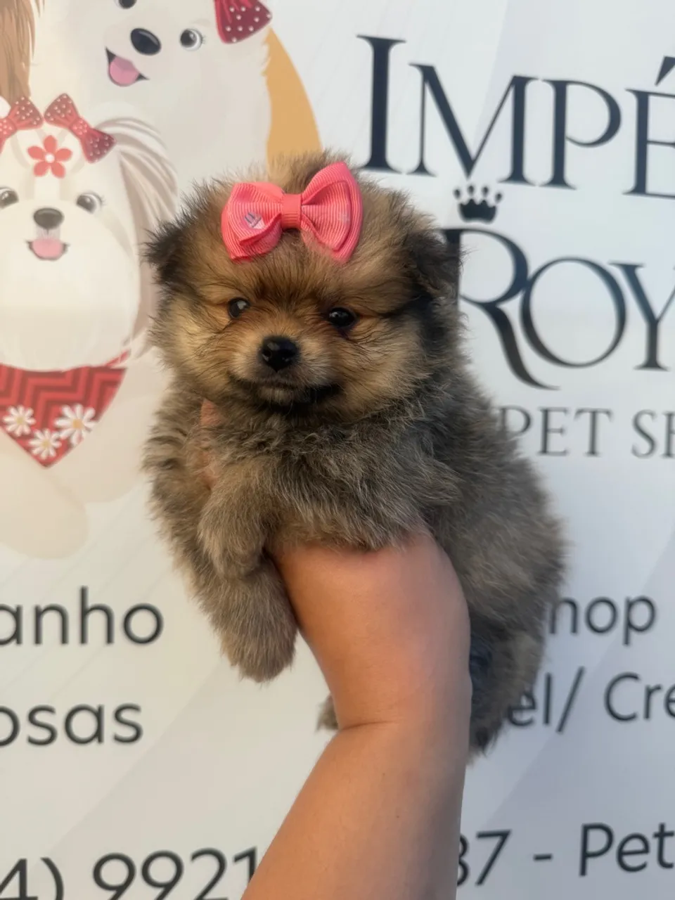 Filhote de Lulu da Pomerania! Spitz Fêmea em até 10 x no cartão