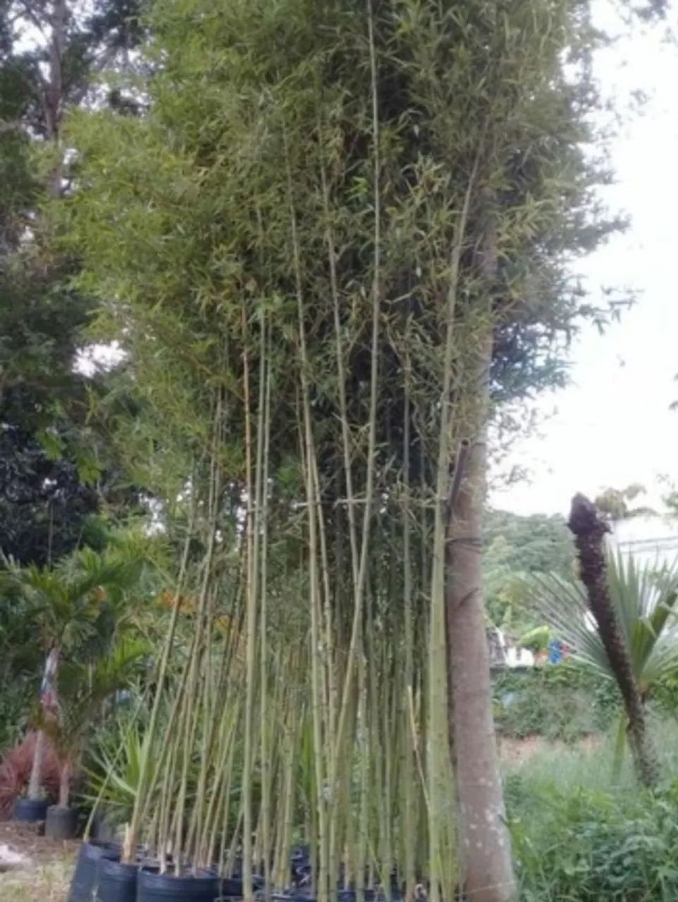 Vendo Bambu Ornamental  - Foto 3