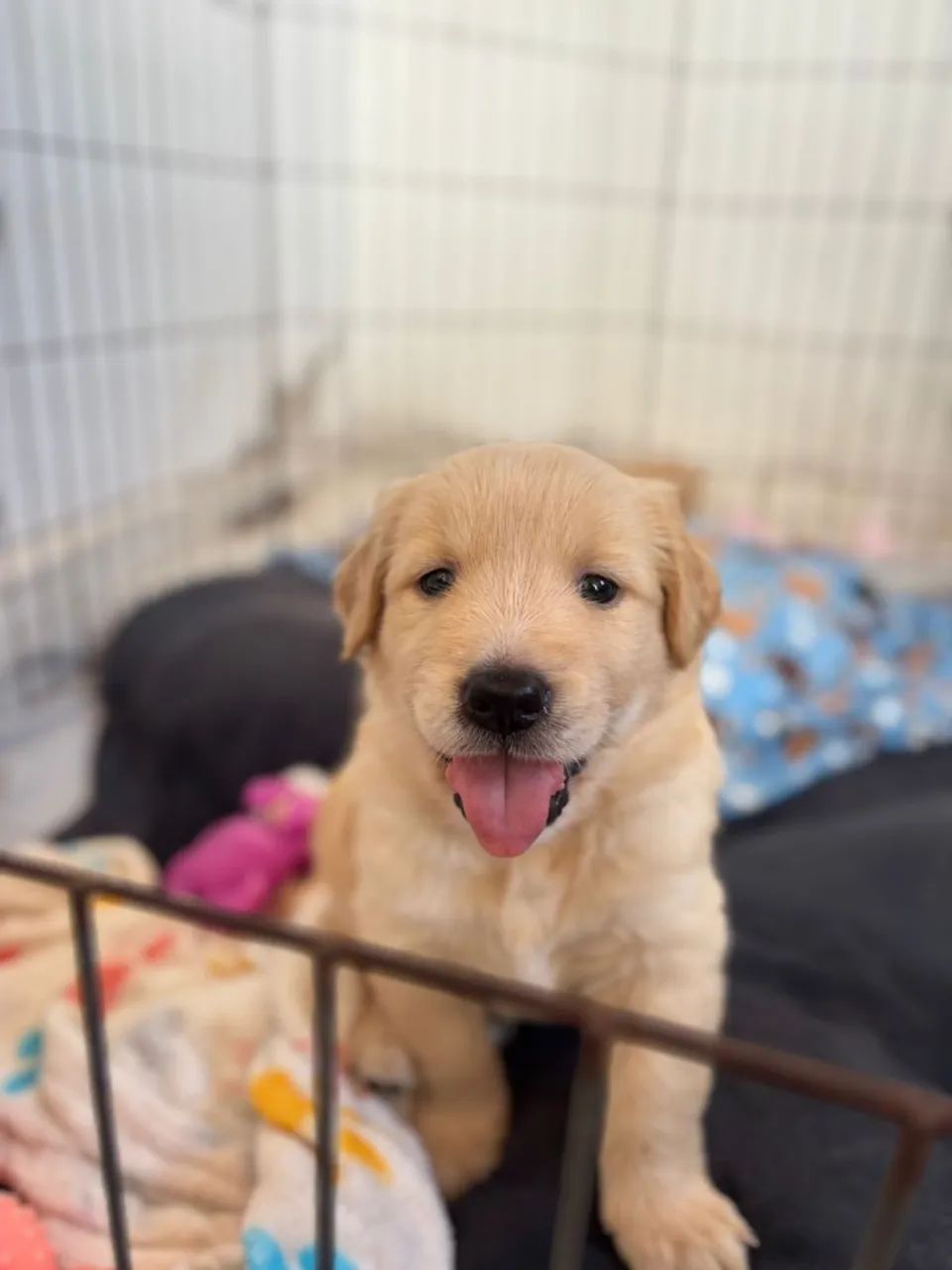 Filhote Golden Retriever - Fofo e Brincalhão