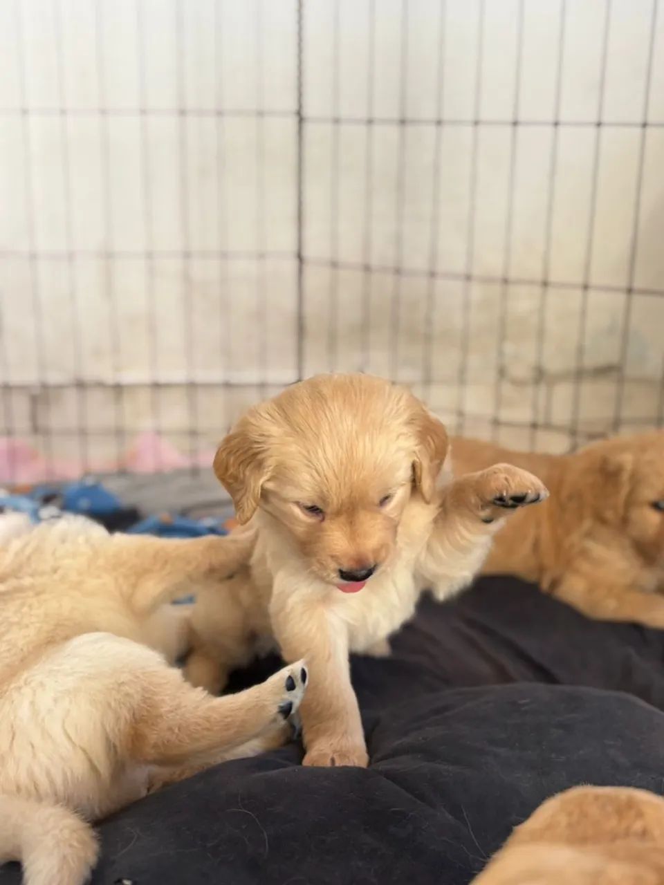 Filhote Golden Retriever - Fofo e Brincalhão - Foto 3