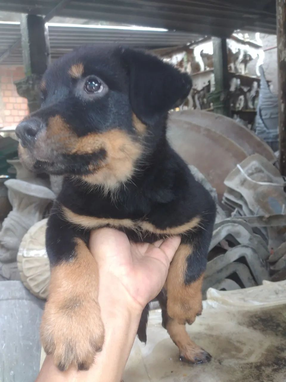 Filhote de Rottweiler - Foto 2