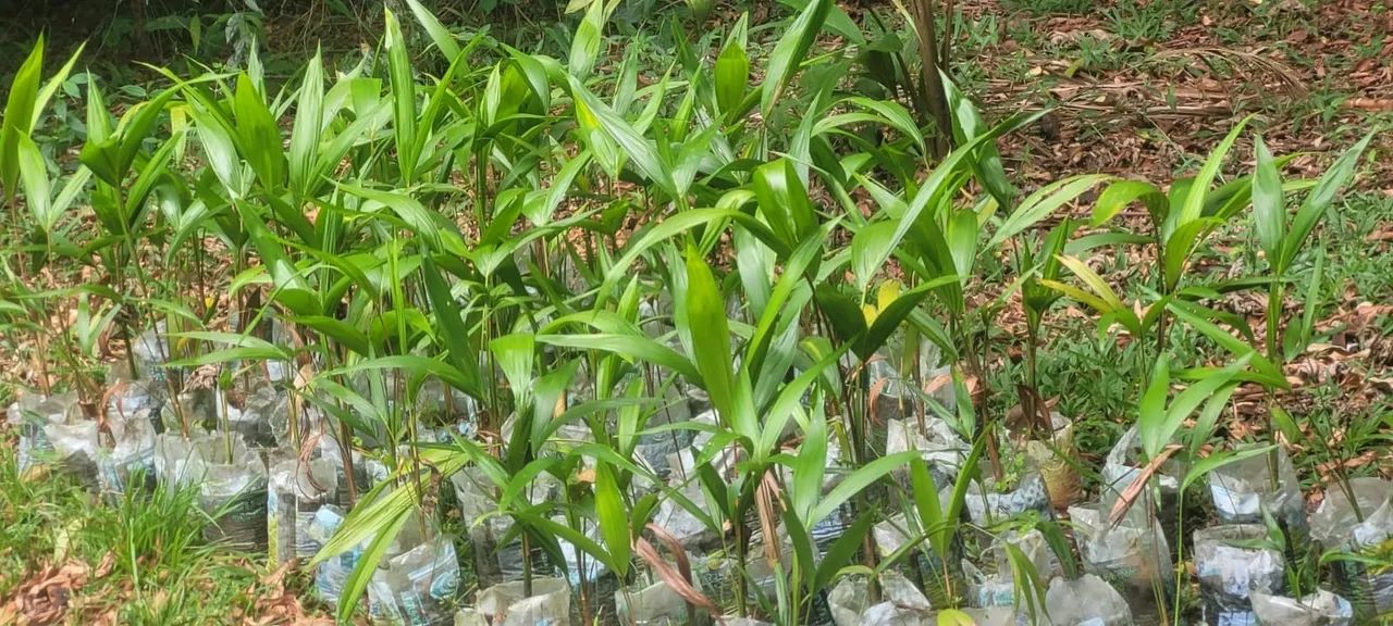 White Açaí Seedlings64292884566145120