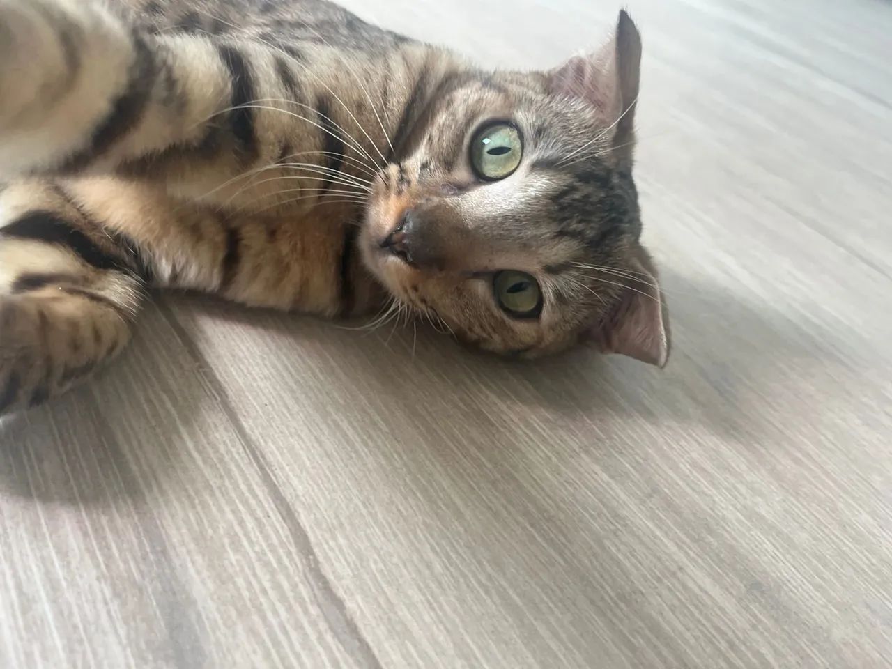 Scottish Fold macho com vacinado e castrado com  exame de fiv e felv  - Foto 3