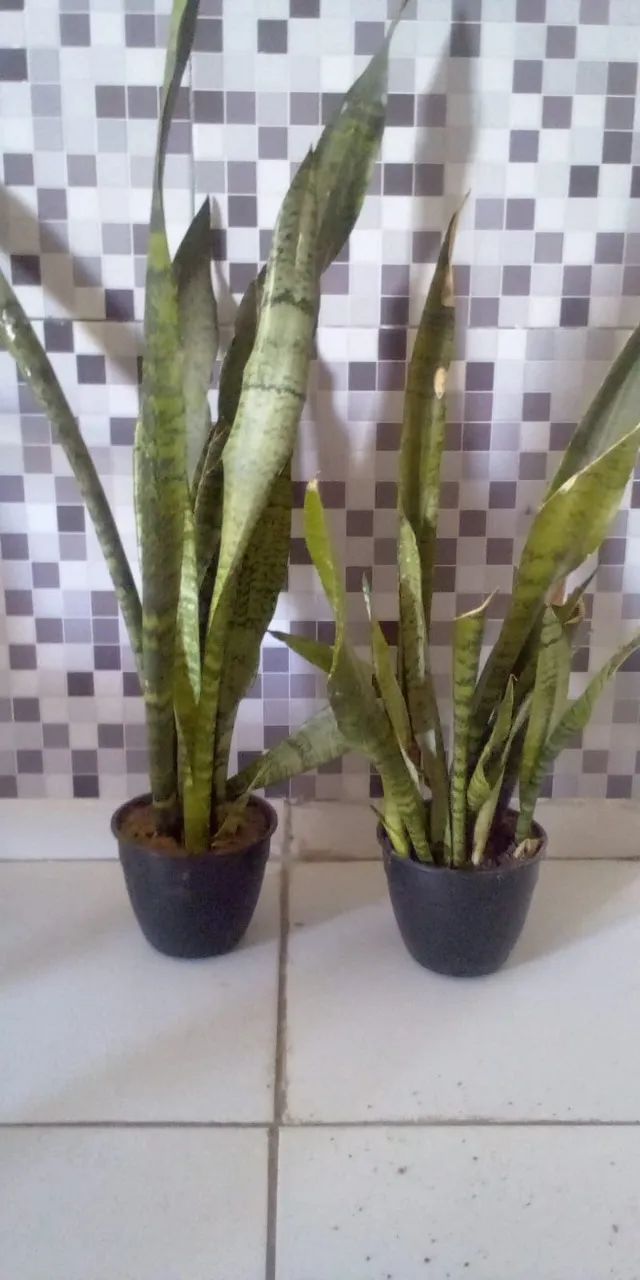 Planta Espada de São Jorge ( Faço entrega) - Foto 2