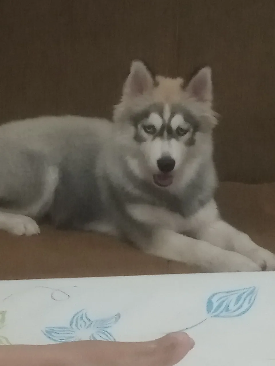 Filhote de Husky Siberiano disponível para adoção