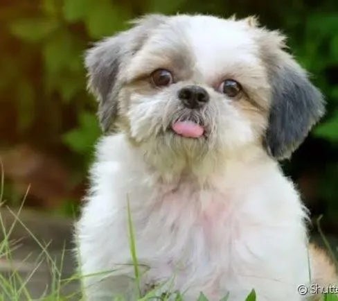 Shih Tzu fêmea