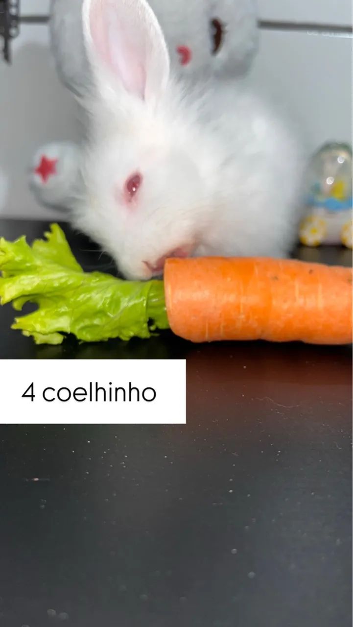 Esta é sua chance de dar um verdadeiro presente ! ? - Foto 4