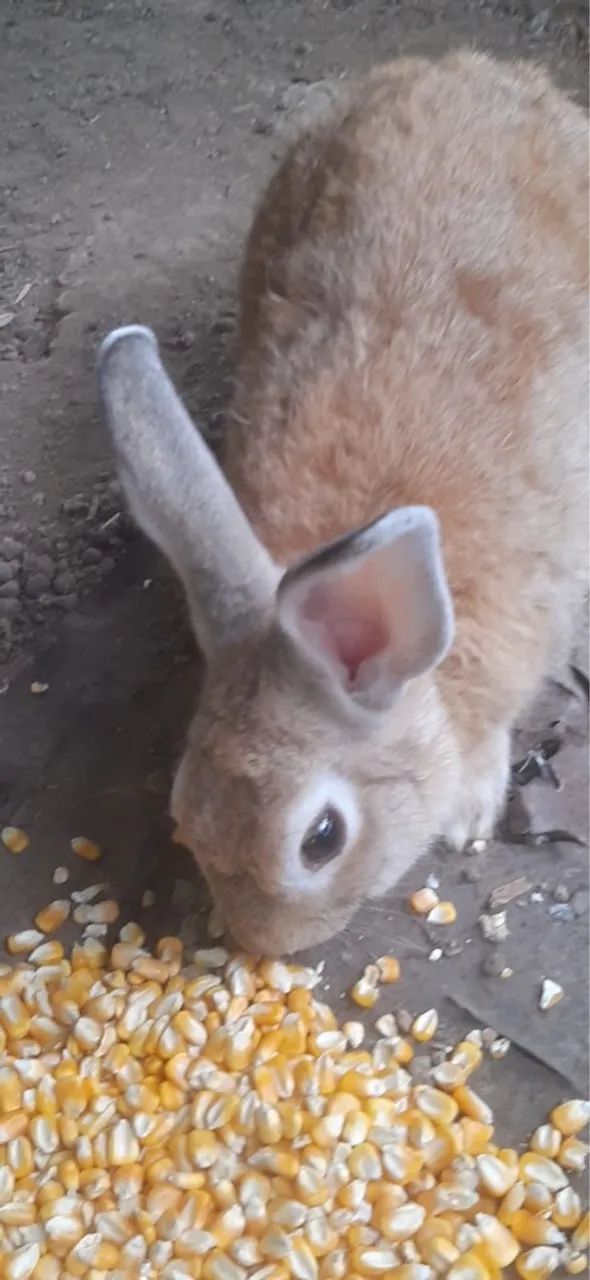 Vende-se coelho  - Foto 3