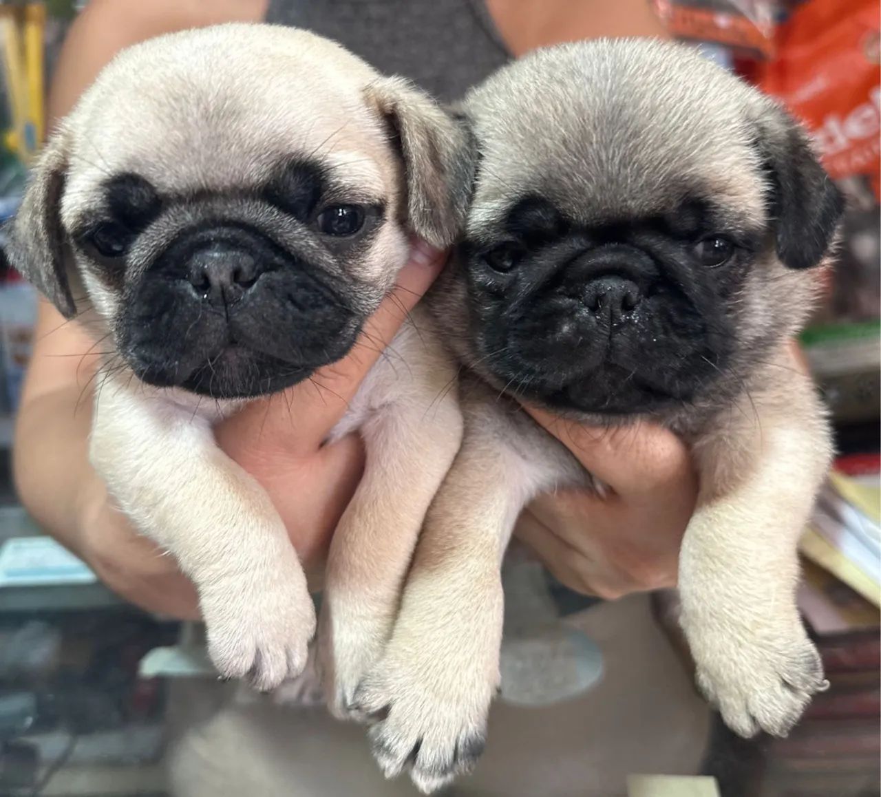 Pug mini com Manual, Garantia e Entrega com Segurança!