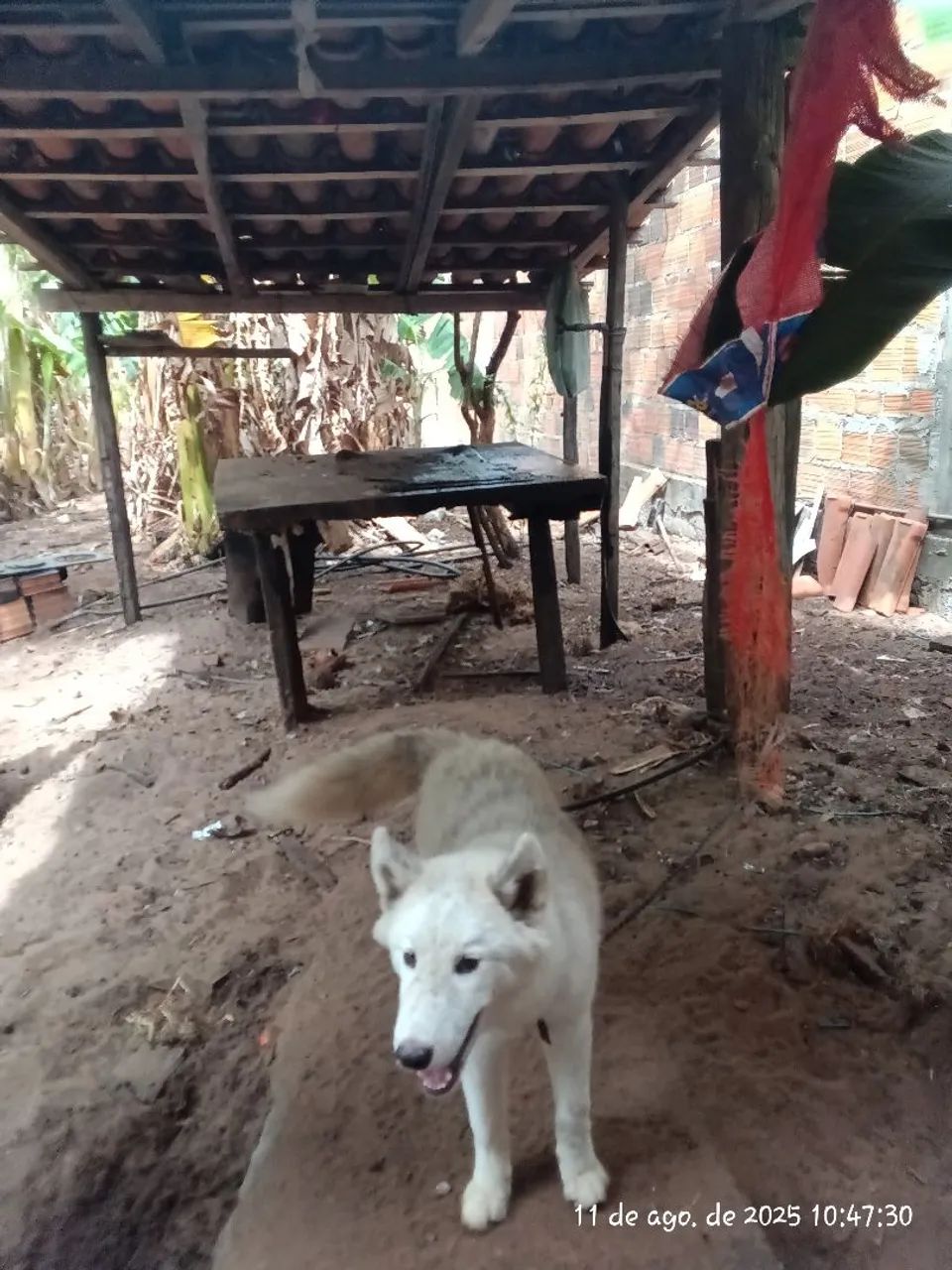 Lindo Husky siberiano 