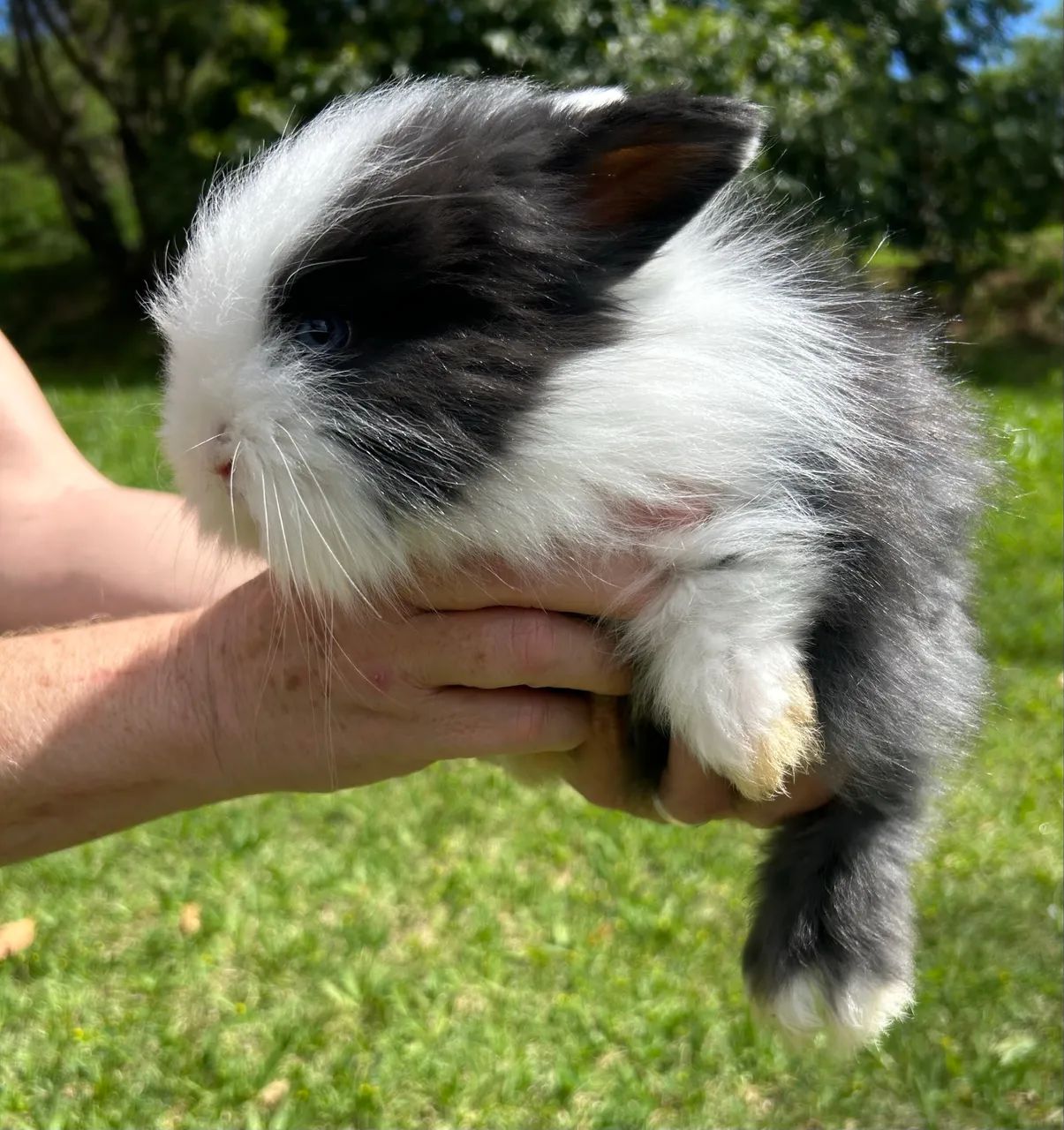 Mini Coelho Mini Lop Fuzzy Fêmea - Foto 6