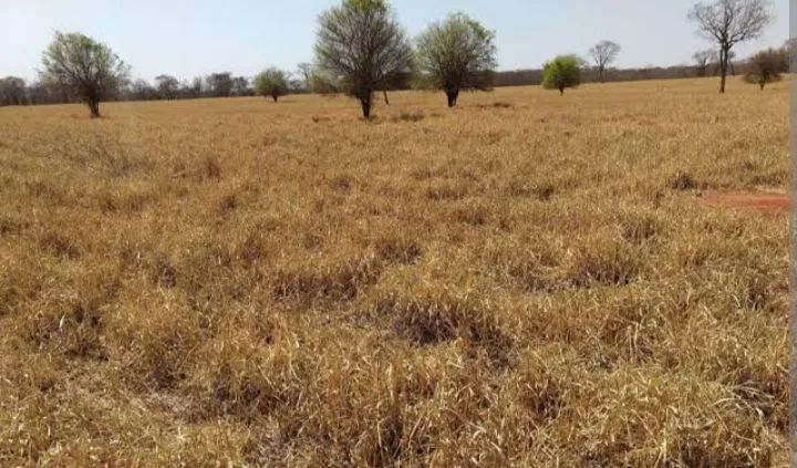 Adeus mato 5 kilo - Foto 2