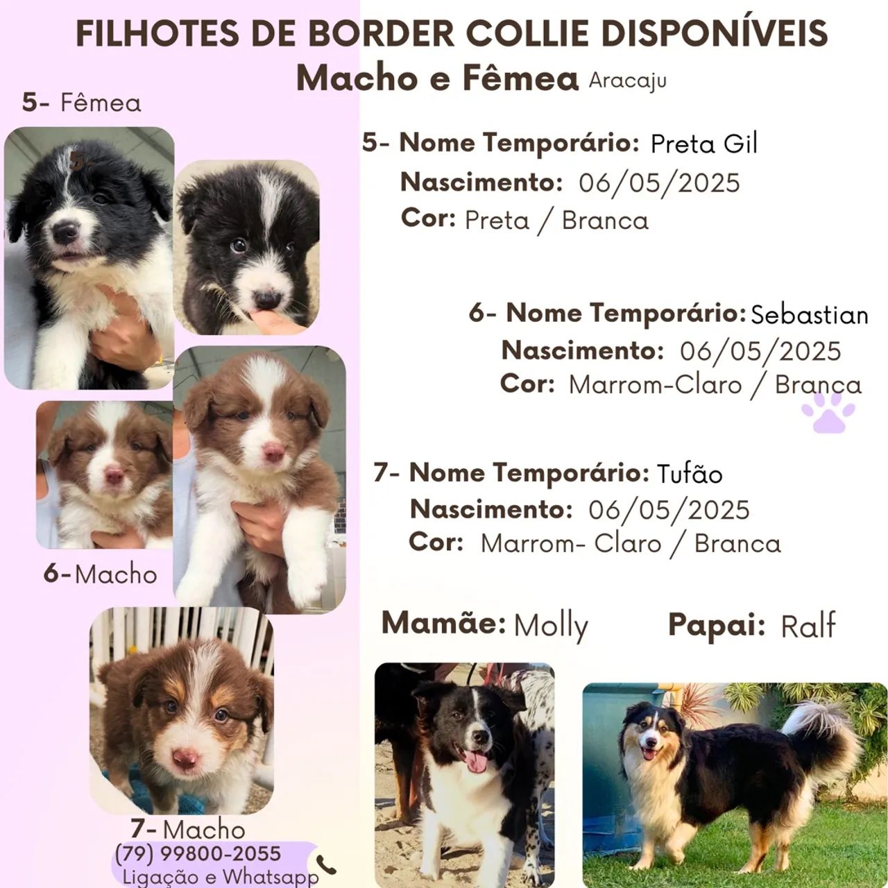 Filhotes de Border Collie Disponíveis - Aracaju - Foto 2