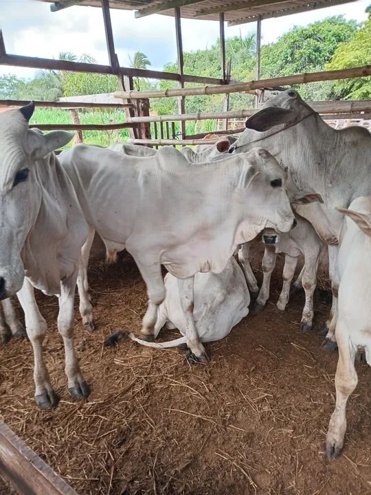 Vendo bezerros nelore  - Foto 4