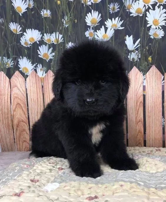 Tranquilos Filhotes Terra Nova 