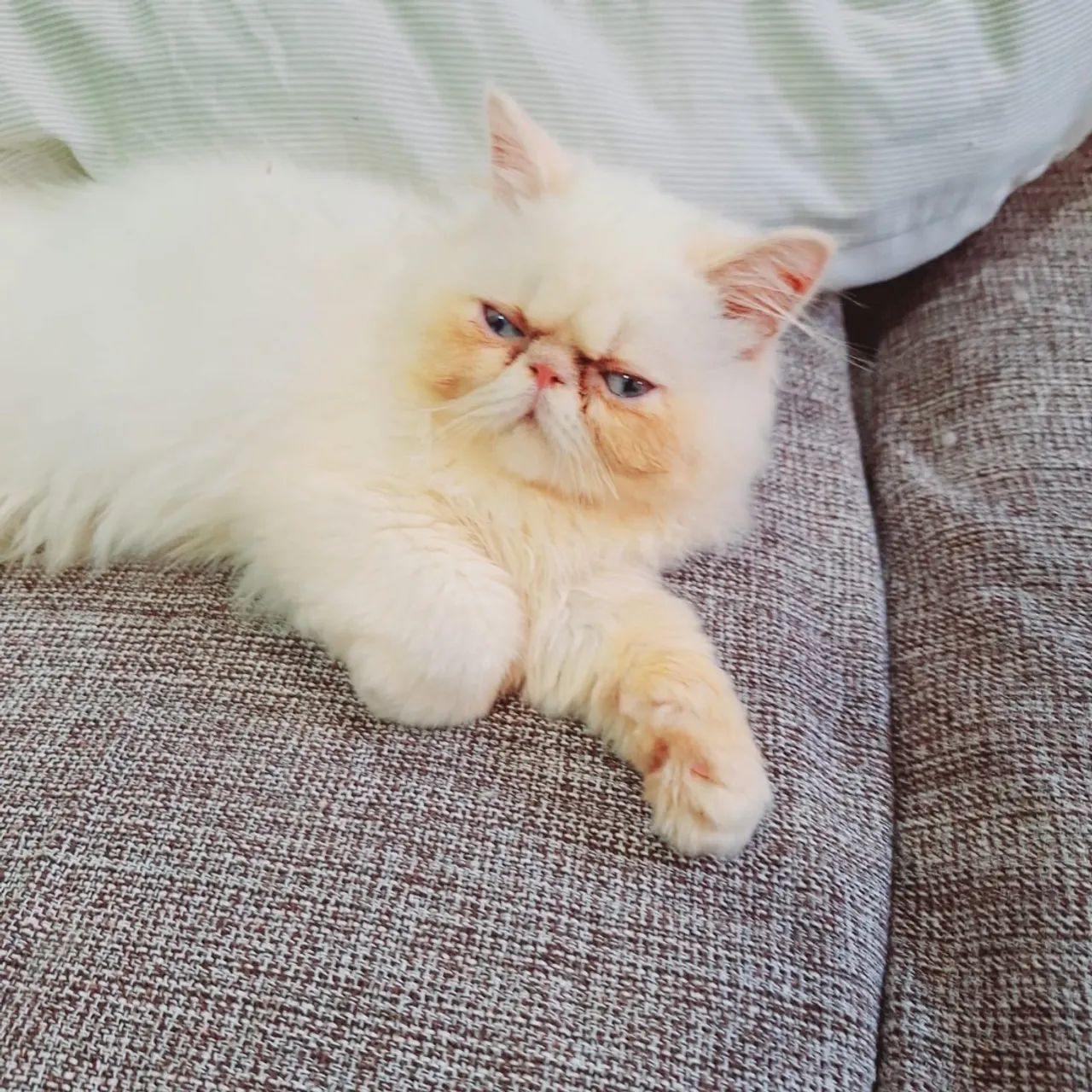 Gatinhos Persa pedigree 