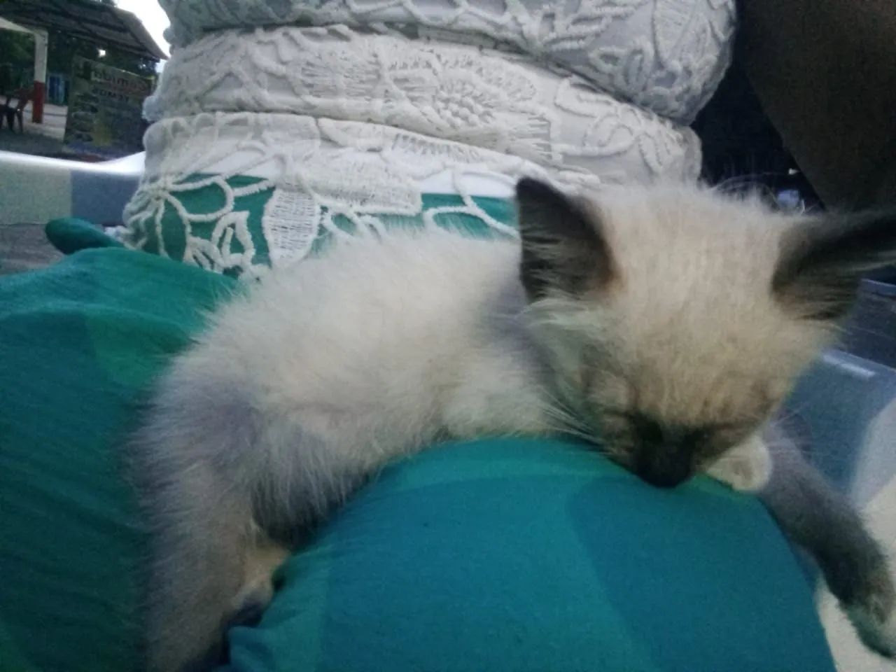 Macho filhote 2 meses - Foto 3