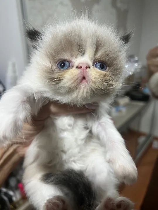 Filhotinhos com olhos azuis lindos disponíveis para entrega - Foto 3