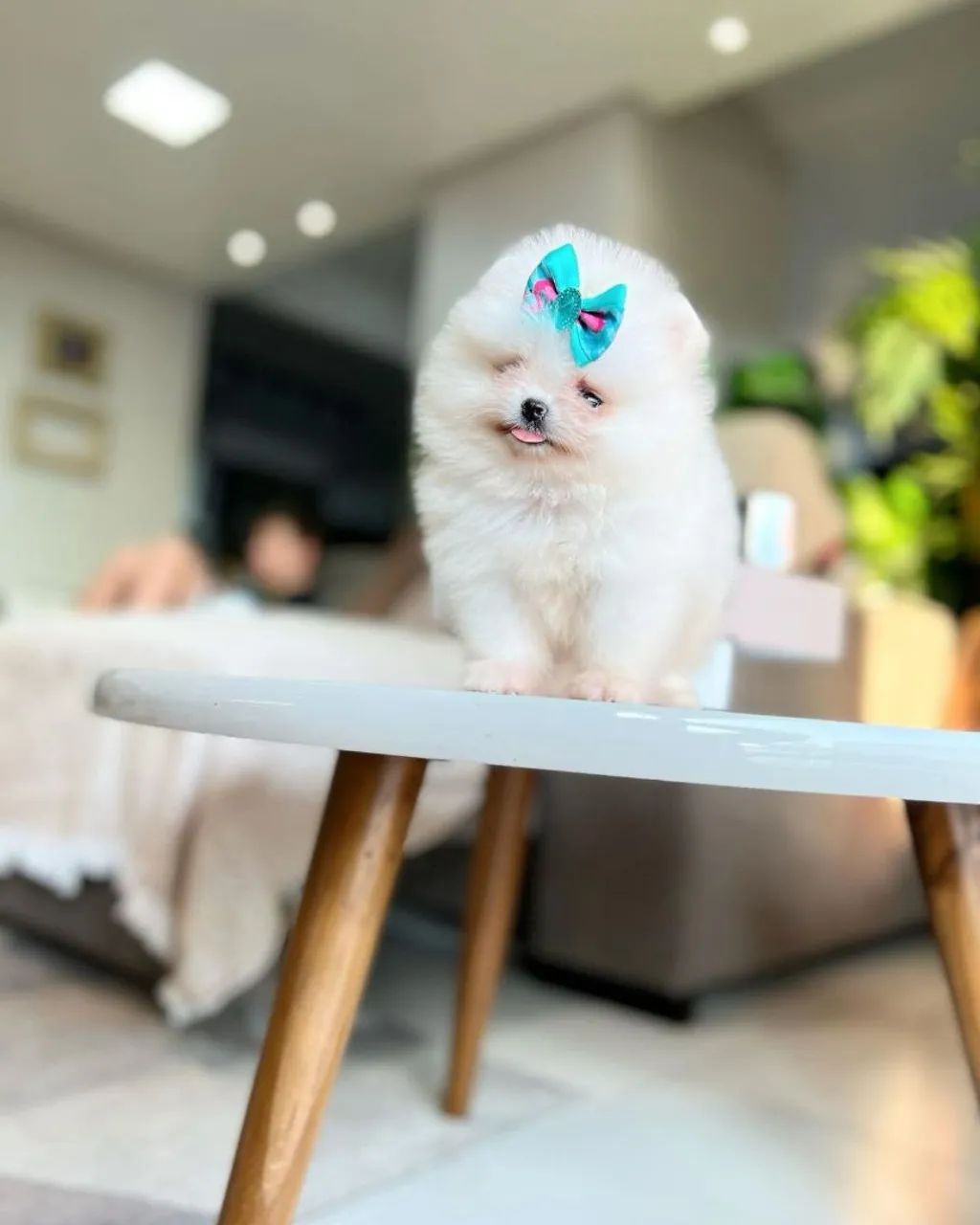 Spitz alemão e lulu POMERÂNIA  - Foto 4