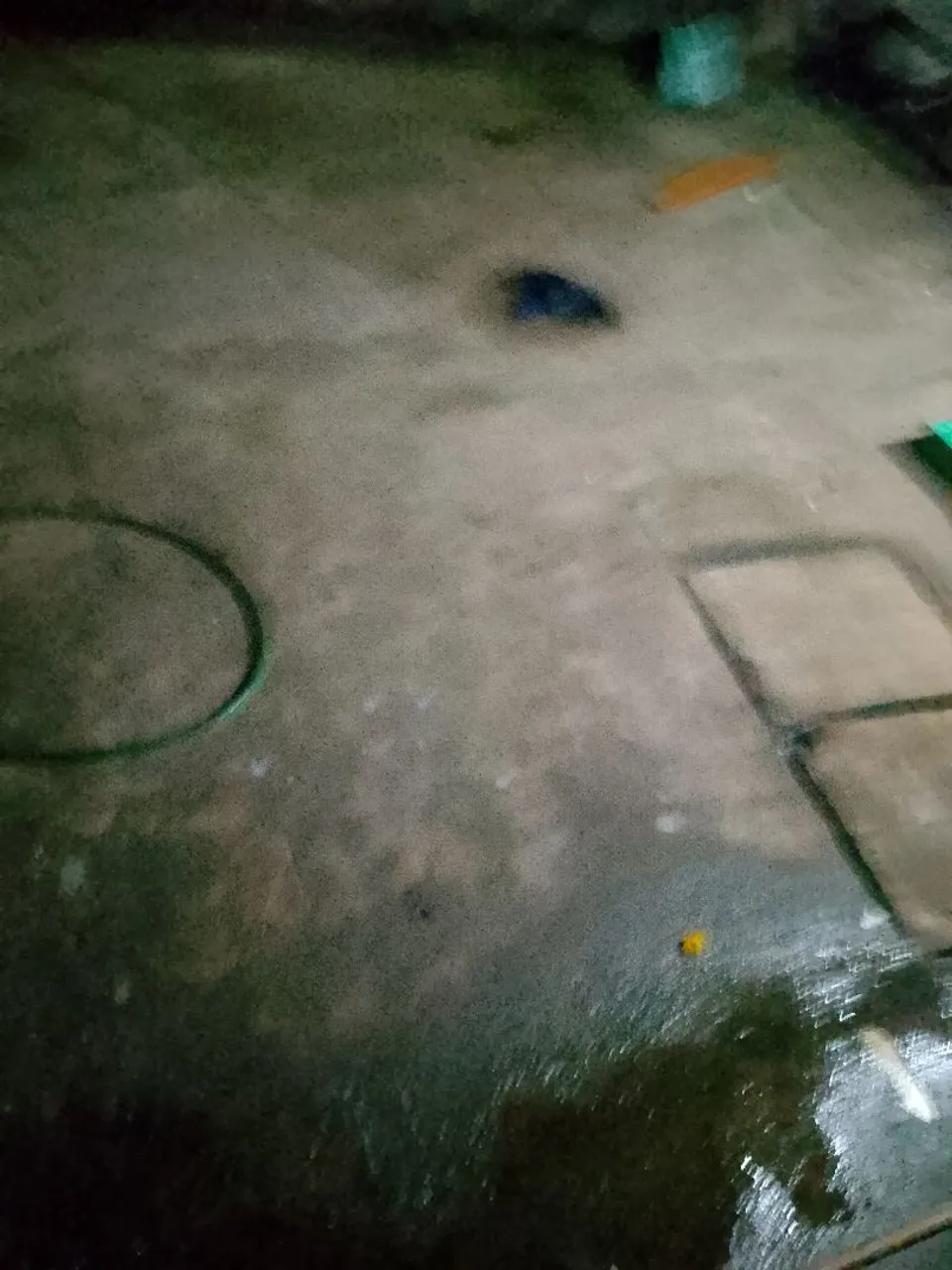 Vende cachorro pastor alemão 2 anos