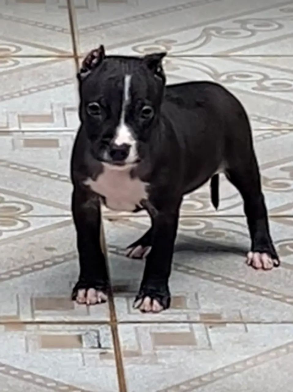 PITBULL FILHOTES BLACK NOSE VACINADOS-DIVIDO NO CARTÃO  - Foto 3