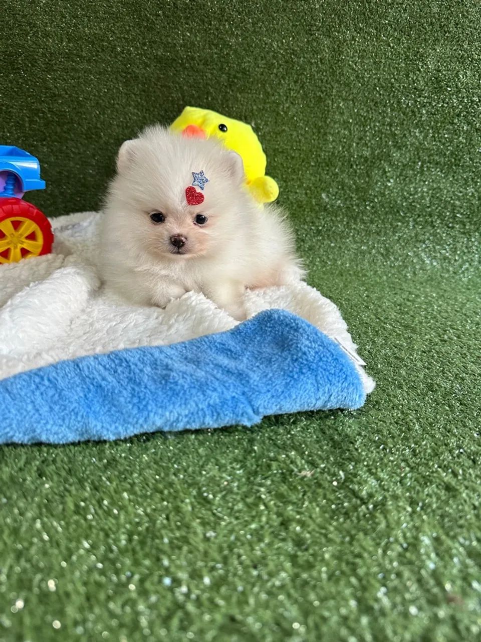 Fofura de Pomeranian! Adquira já! - Foto 2