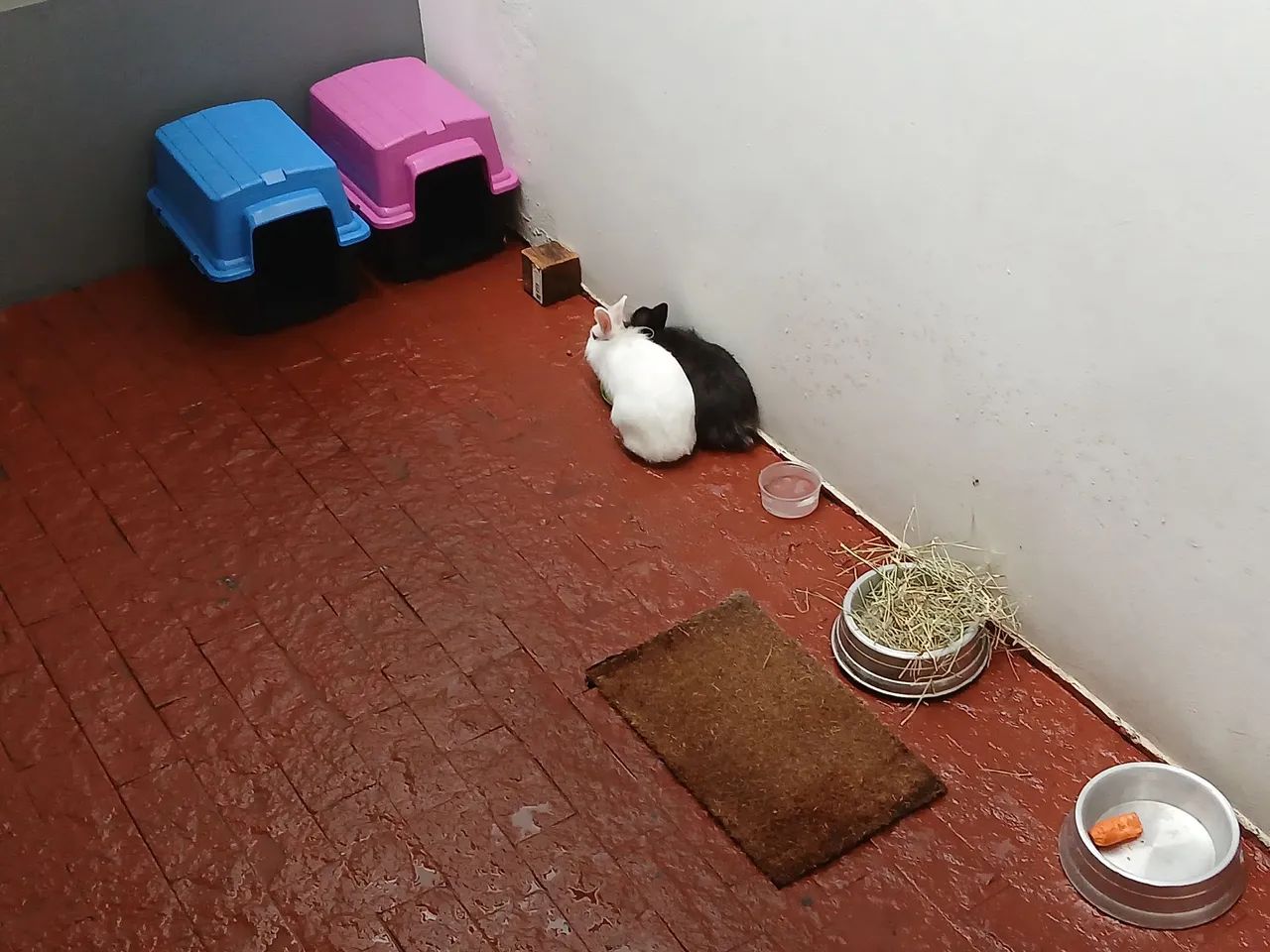 Casal de Coelhos Jovens Adultos (DOAÇÃO)