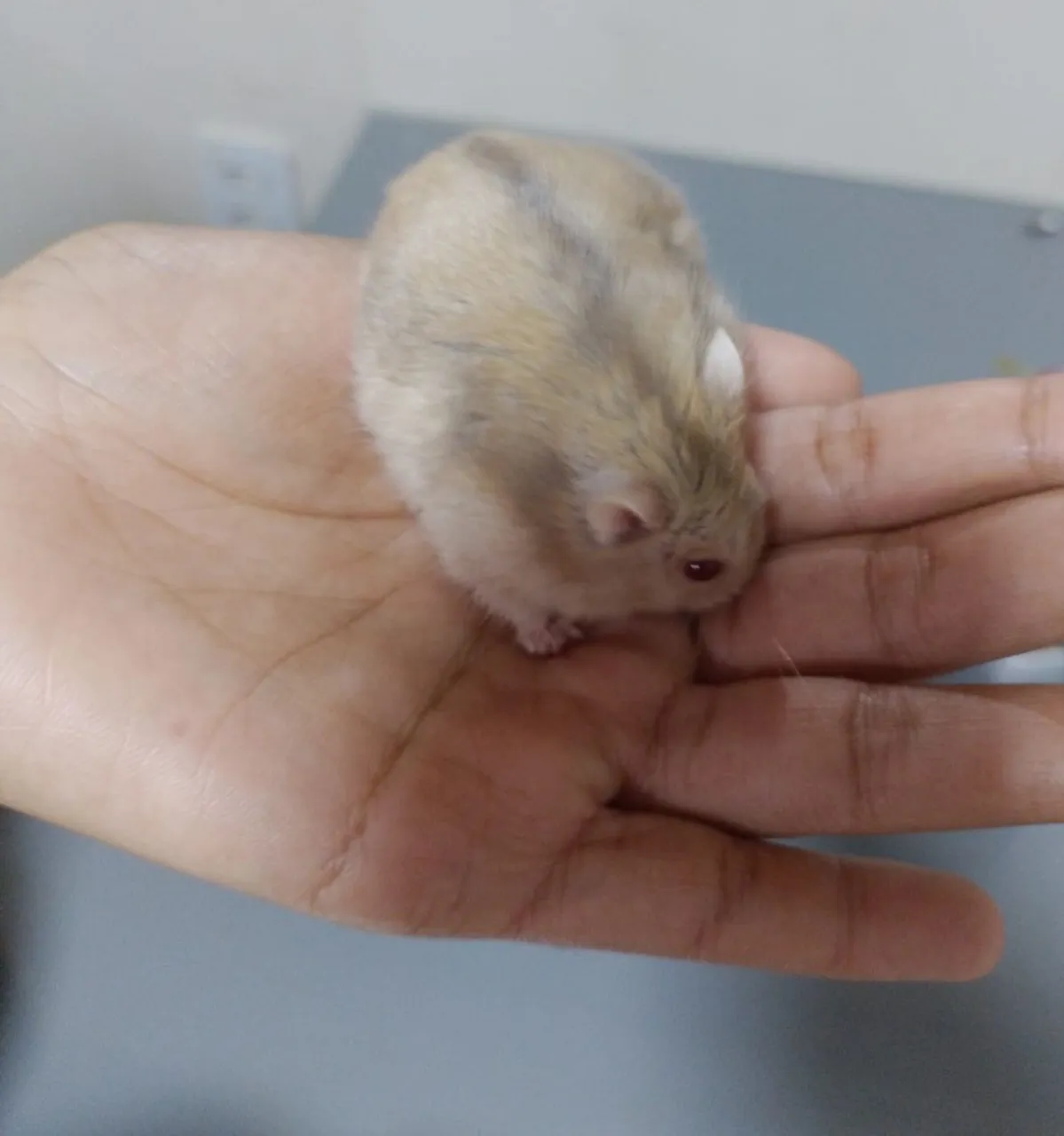 Hamster anão russo