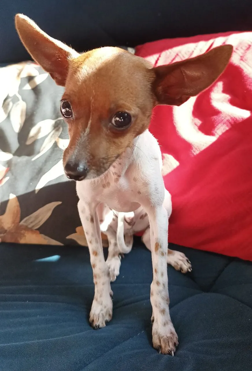 Vendo pinscher 1