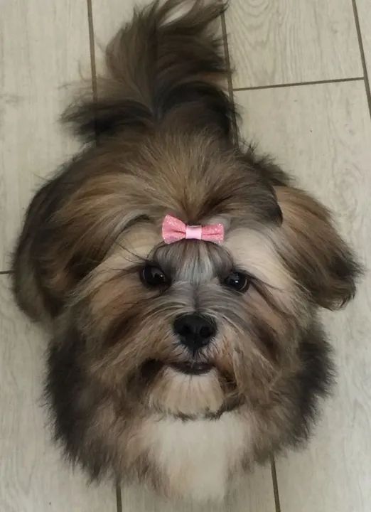 Lhasa Apso Filhotes Adoráveis na Cor Bicolor
