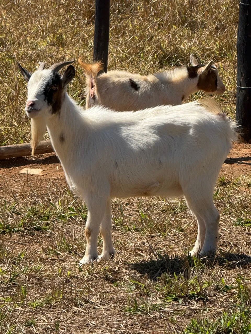 Mini cabras disponíveis  - Foto 3