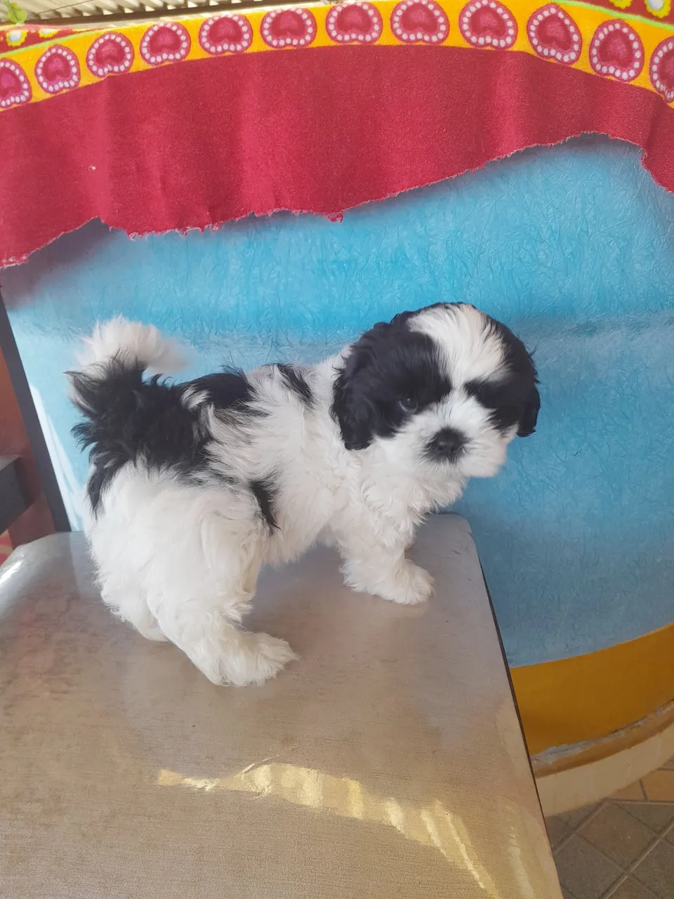 Vendo filhotes shitzu macho ,e fêmea