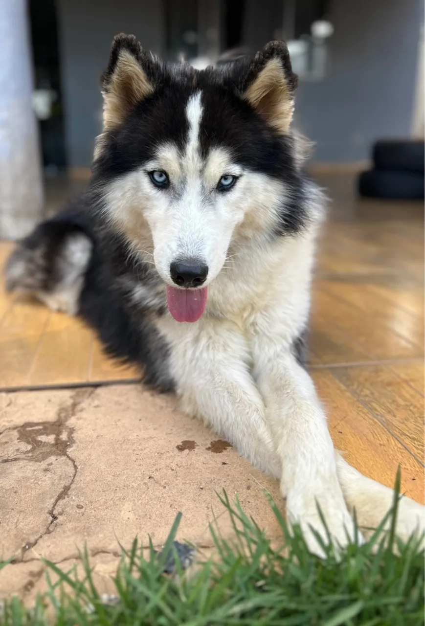 Procura-se namorada Husky Puro!