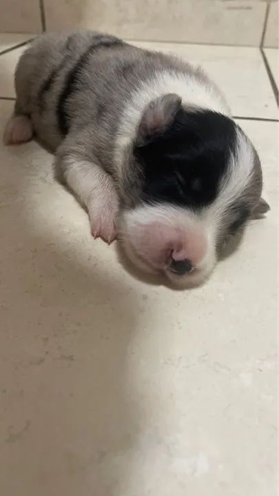 Filhotes Border Collie - Macho e Fêmea - Foto 4