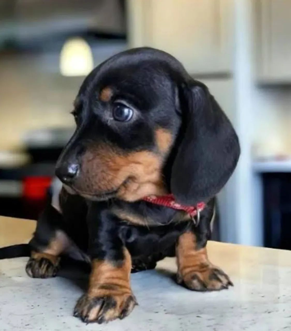 Basset Dachshund salsicha- Receba ainda hoje! 