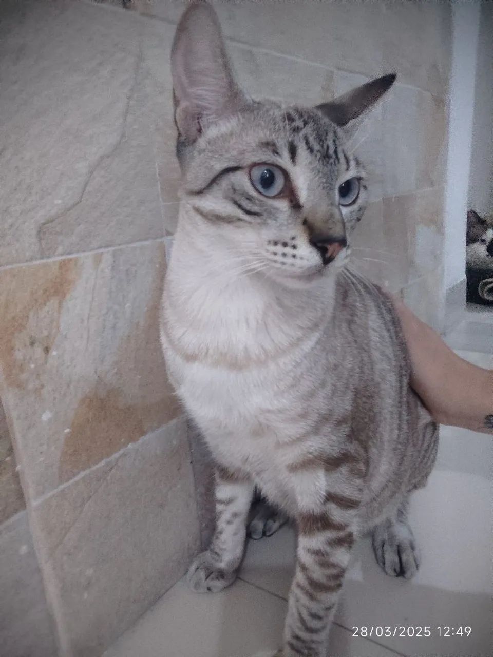 Gato lindo e carinhoso