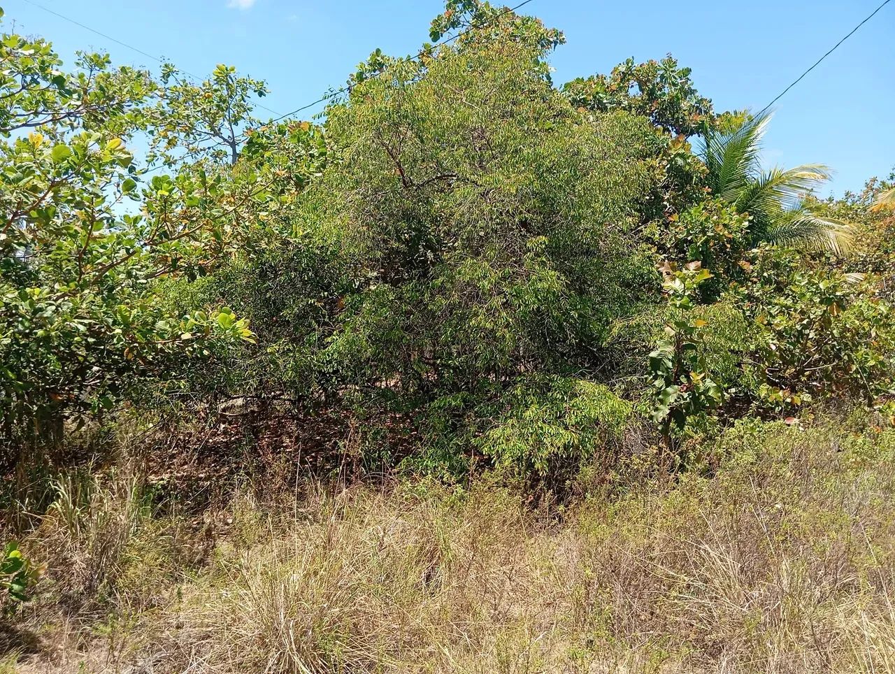 Sítio com 2,7 tarefas no povoado Angelim- Santo Amaro das Brotas - SE - Foto 4