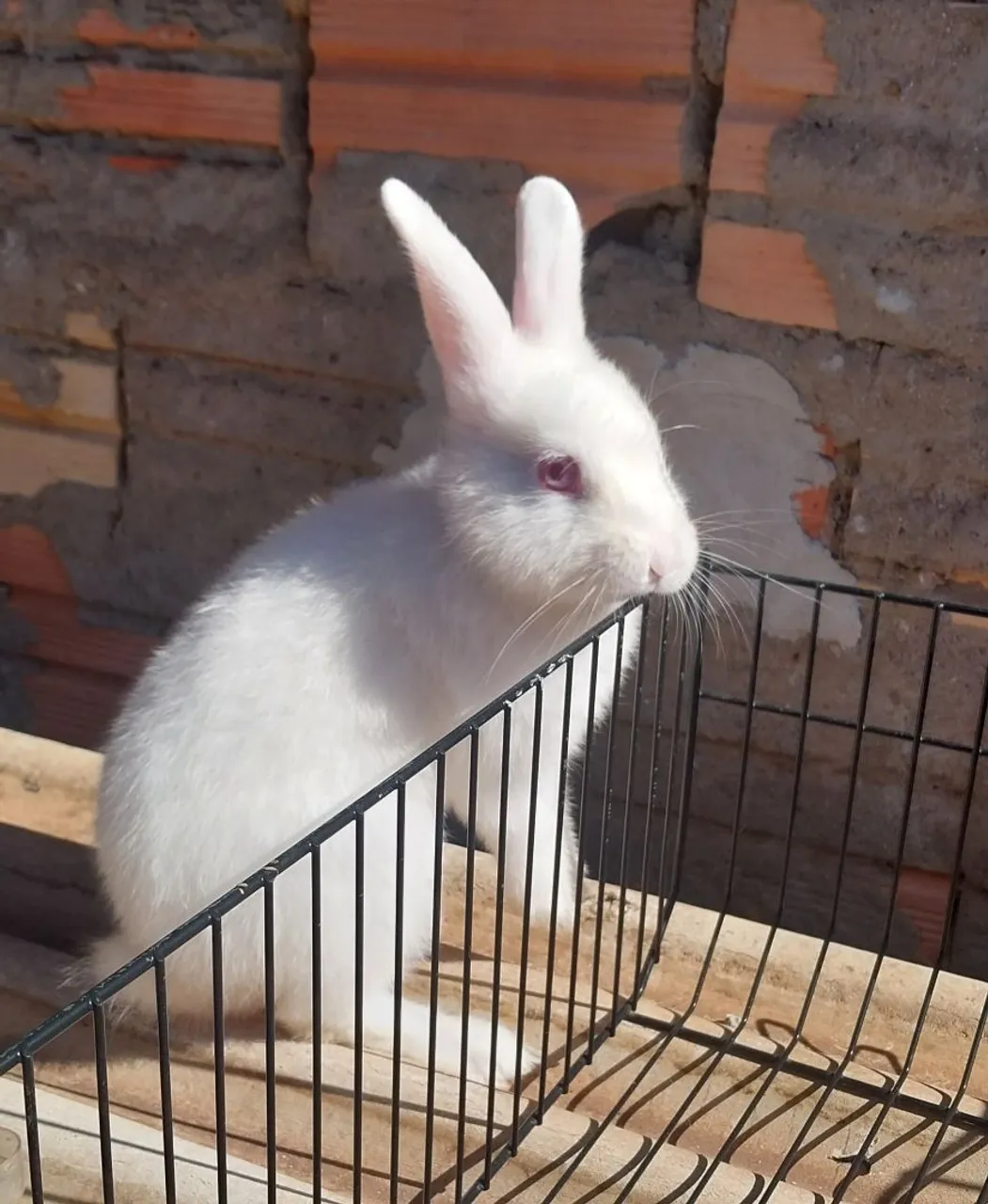 Coelho