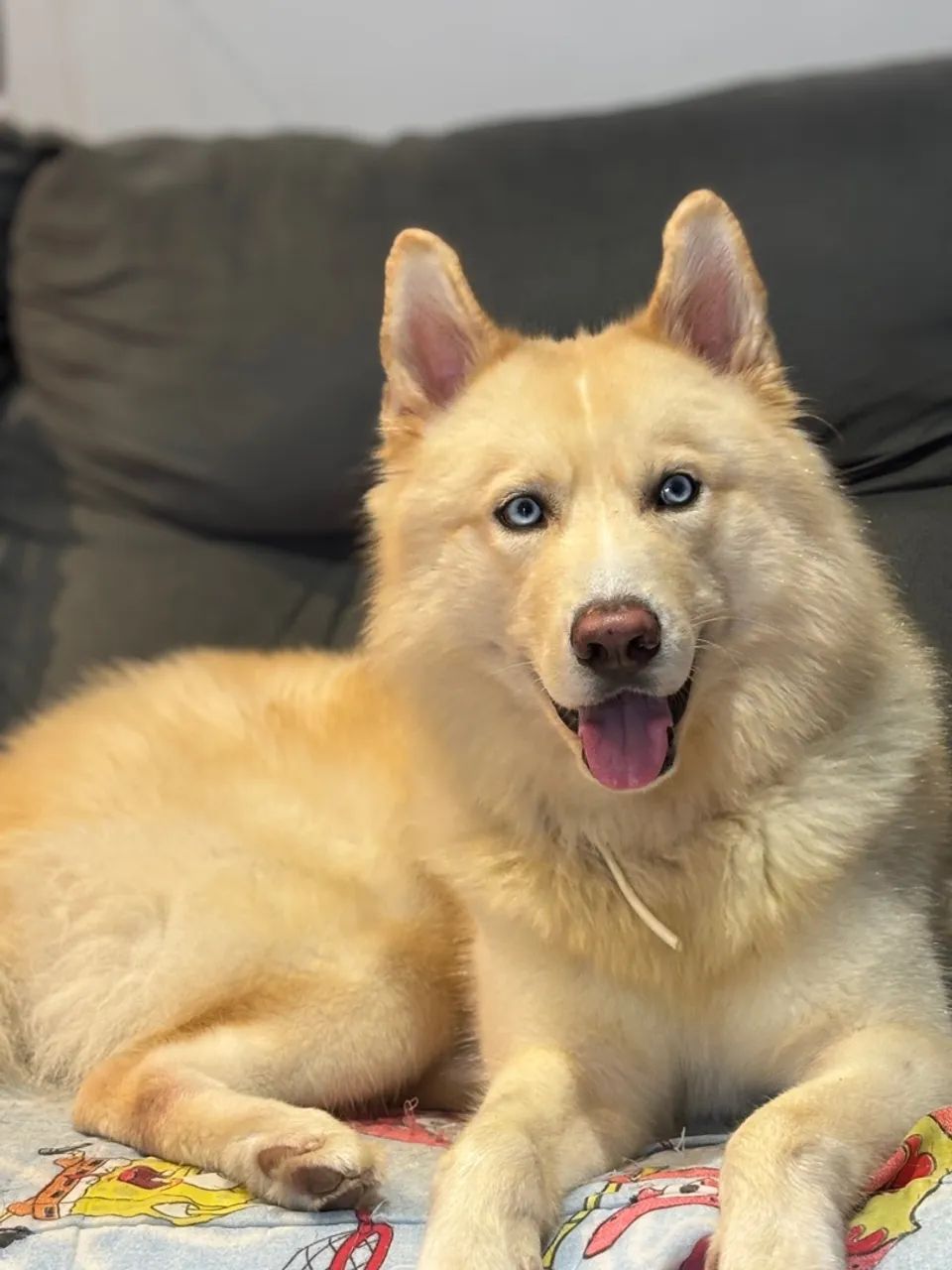 Husky Wolly para cobertura  - Foto 3