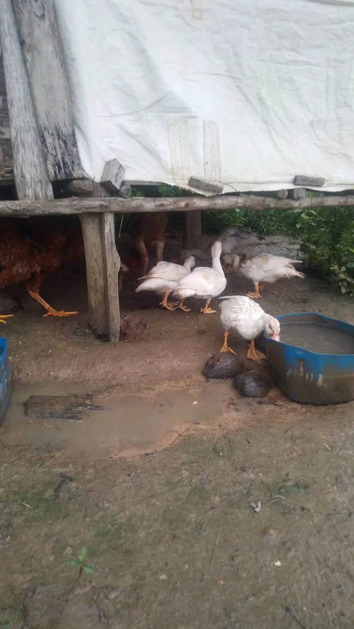 Patos para venda