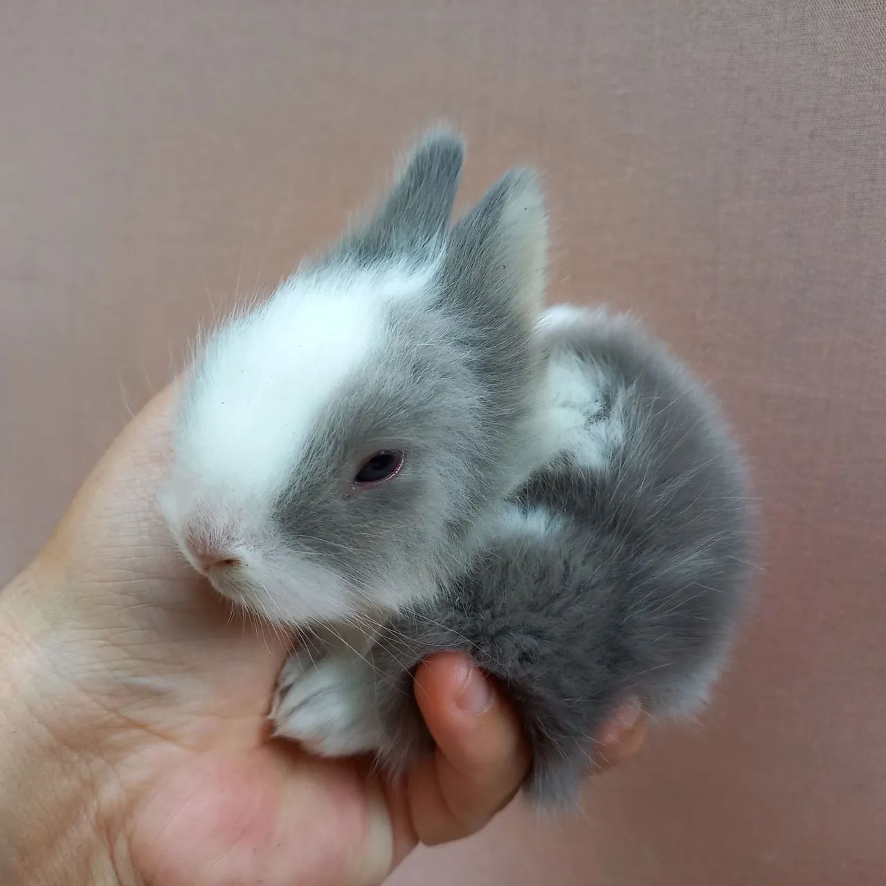 Coelho Anão Teddy Dwerg  - Foto 3