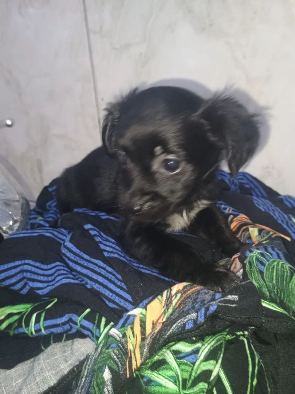 Animais portes pequenos  - Foto 3