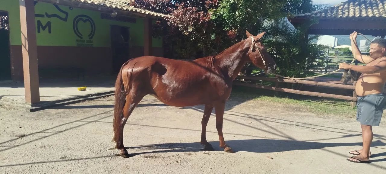 Vendo linda égua alazã somente pra reprodução  - Foto 3