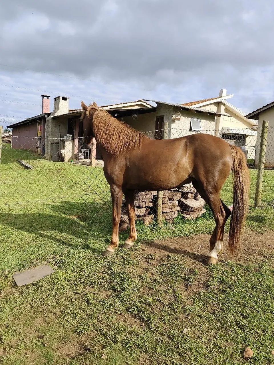 Égua marchadeira - Foto 5