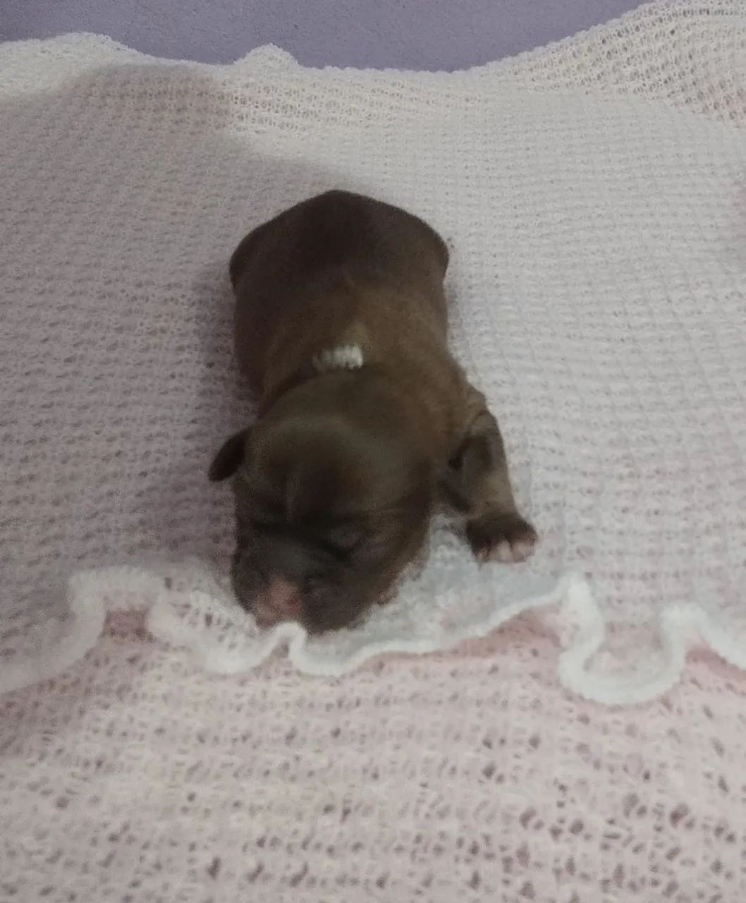 Cachorro 