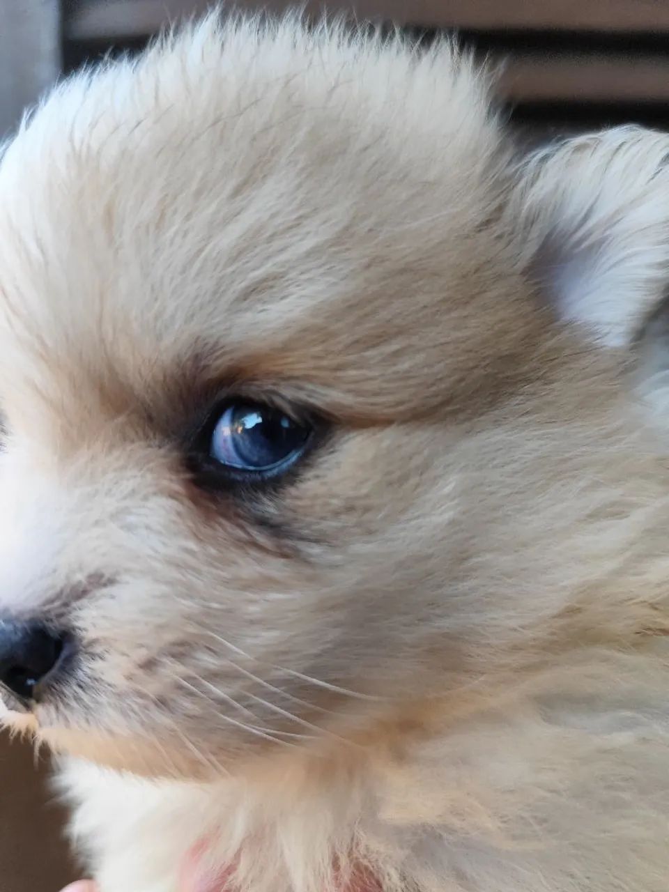 Spitz Alemão Merle de olhos azuis. - Foto 3