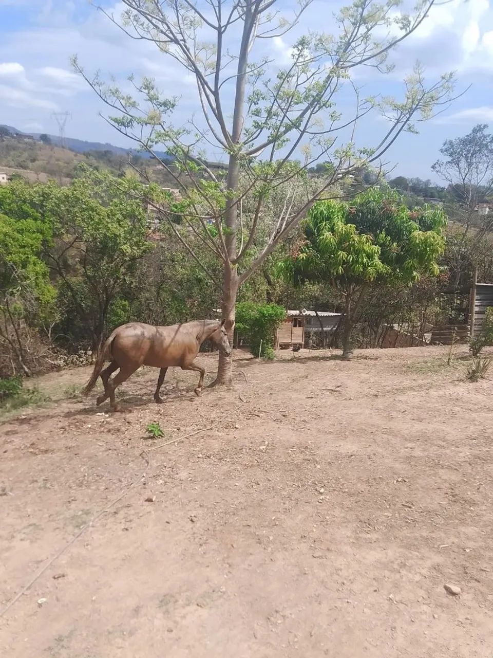 Égua 