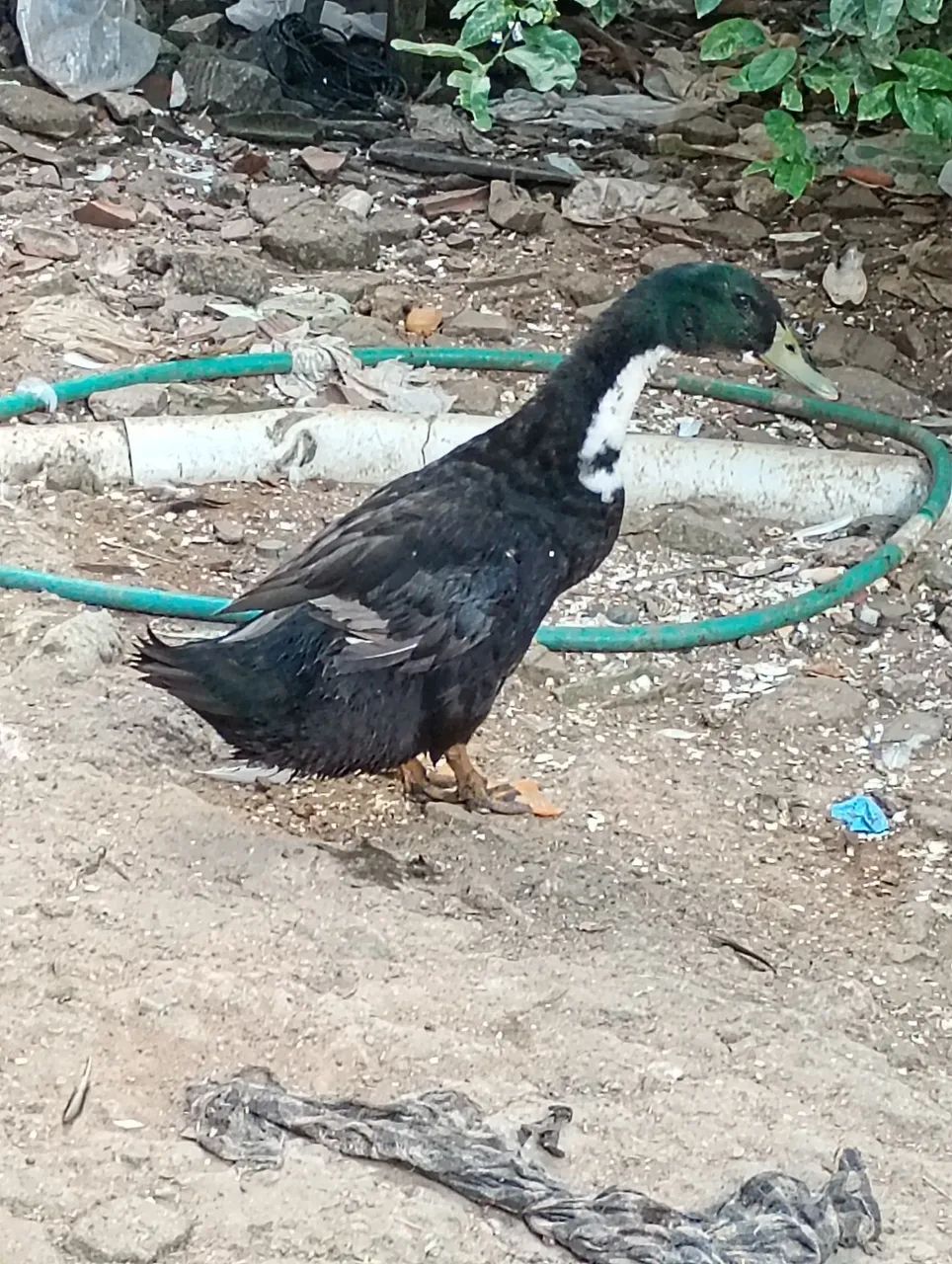 Vendo 