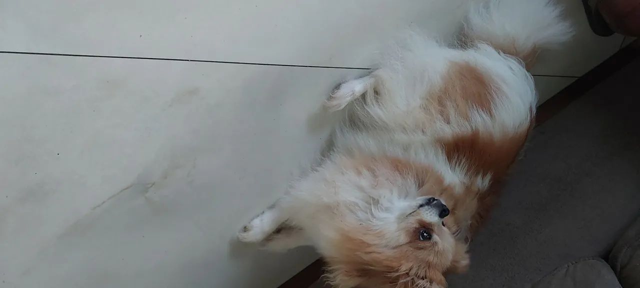 Lulu 